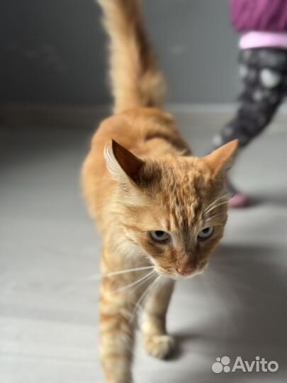 Рыжый красавец ищет семью