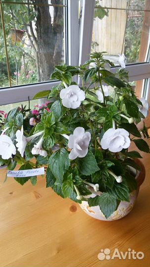 Ризомы ахименесов