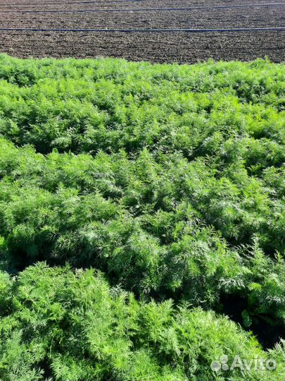 Кинза укроп руккола опт