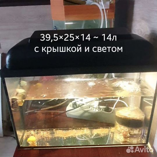 Анциструсы, меченосцы, гуппи, креветки, Аквариумы