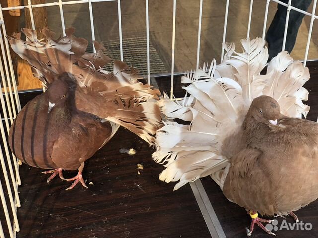 Продаю голубей на авито. Голуби старо-породной шейки челноше. Тульские голуби. Голуби тульские чеграши. Голубы гаревиз.