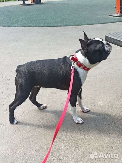 Французский бульдог