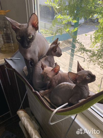 Канадский сфинкс