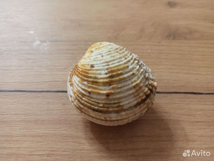 Морская раковина