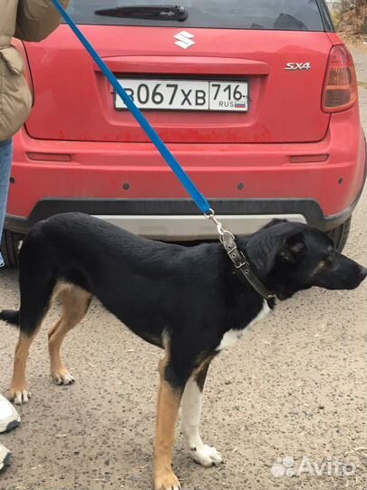 Домашняя собака, 8 мес