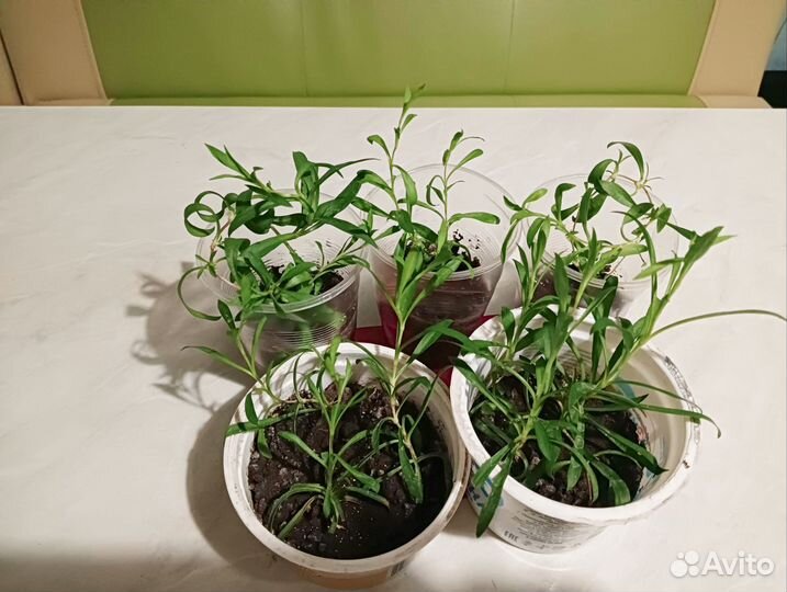 Вегетативный Алисум, вег.гвоздика,ипомея ботат