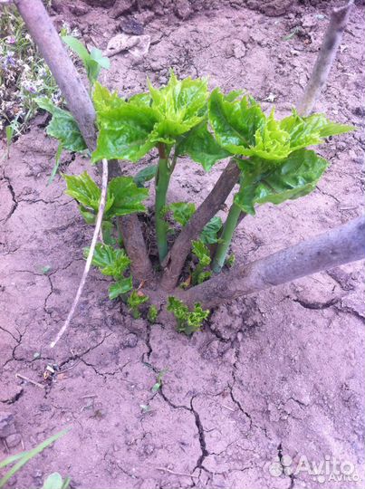 Семена гибискуса травинистого смесь цветов, 2р