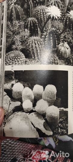 Иллюстрированная энциклопедия растений