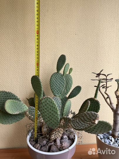 Кактус Опунция