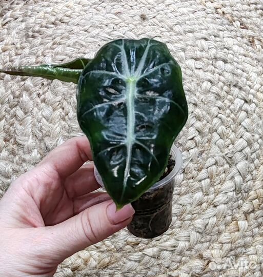 Алоказия полли