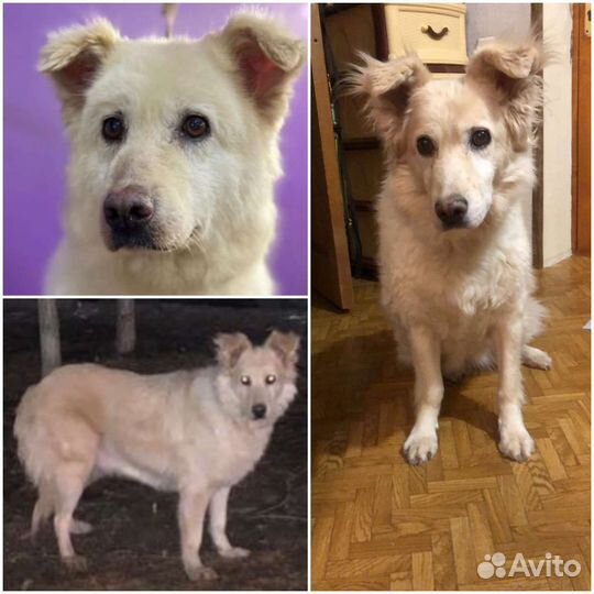 Собака в добрые руки отдам бесплатно