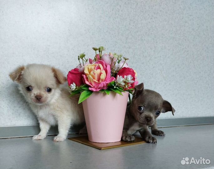 Щенки чихуахуа