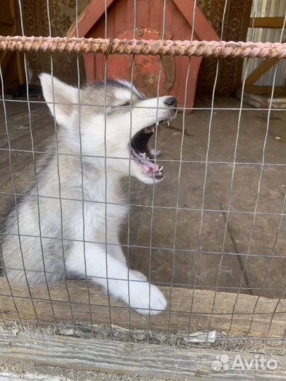 Щенки хаски