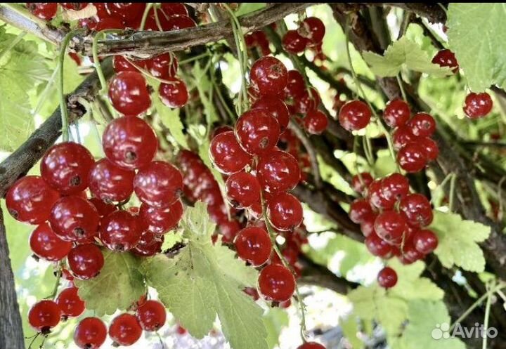 Смородина красная,роз-я,крыжовник,черемуха,руккола