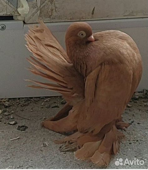 Голуби Ростовские, Ейские двухчубые , сибирские