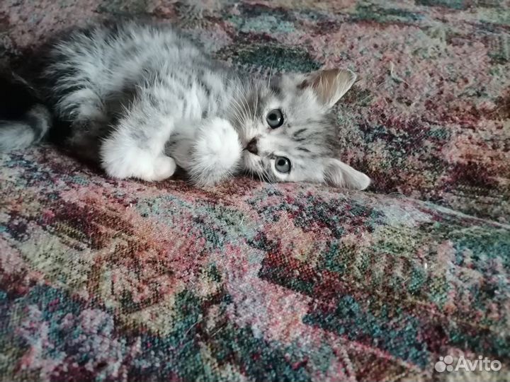 Миленький котенок в хорошие руки