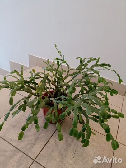 Декабрист и Хойя