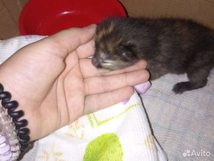 Одаём котят