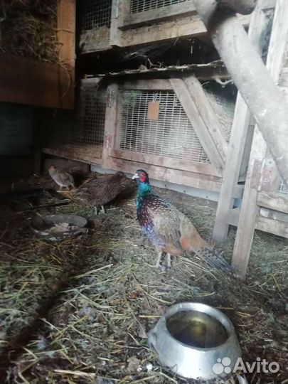 Фазан самец