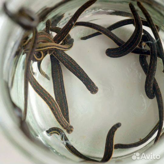 Медицинская восточная пиявка