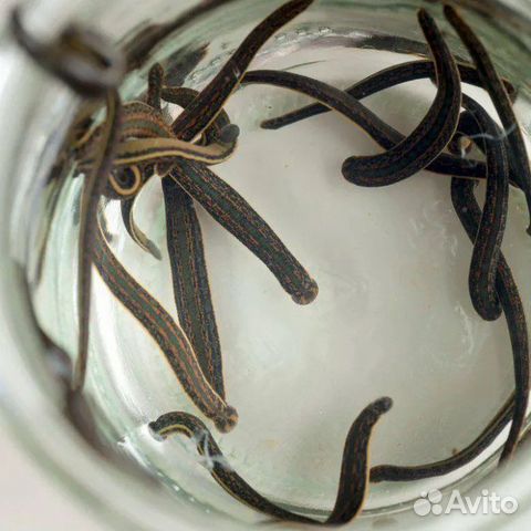 Медицинская восточная пиявка