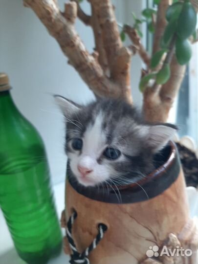 Котята от крысолова