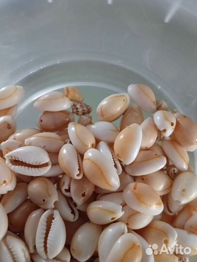 Ракушки с отверстиями для поделок