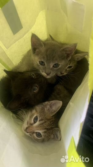 Отдам котят в добрые руки