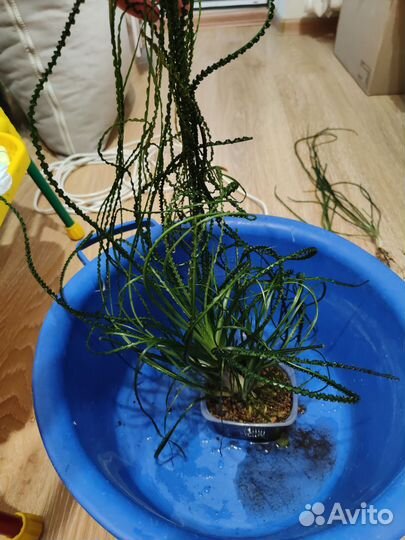 Кринум волнистый