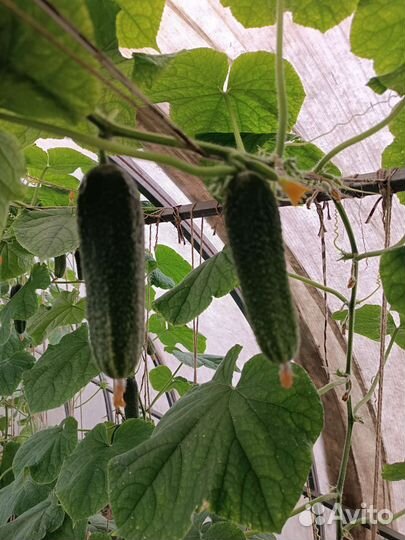 Помидоры и огурцы домашние