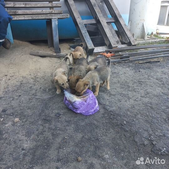 Отдадим в хорошие руки щенят