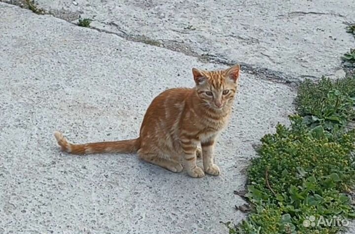 Котята со стройки