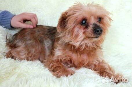 Маленькая собачка в добрые руки