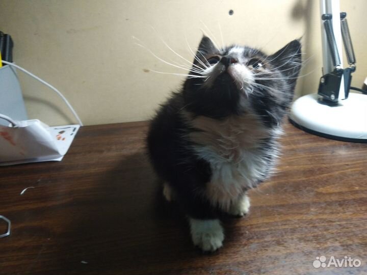 Котята в добрые руки, бесплатно