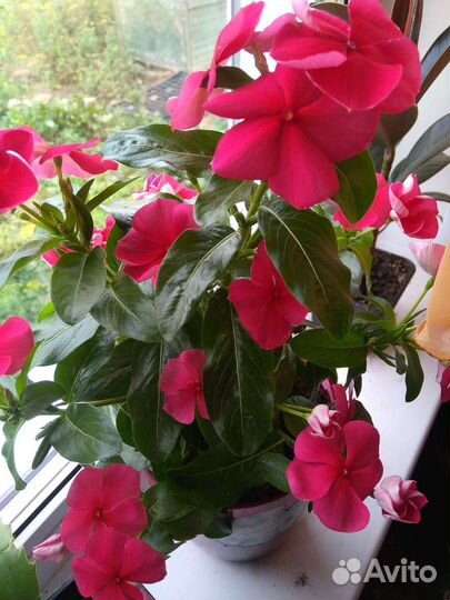 Цветы садовые