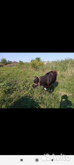 Быки годовалые