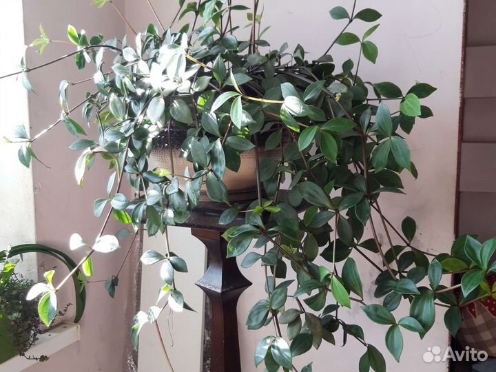 Традесканция