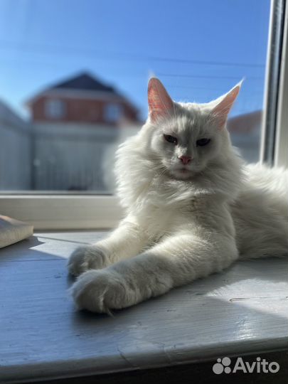 Потерялась любимая кошка