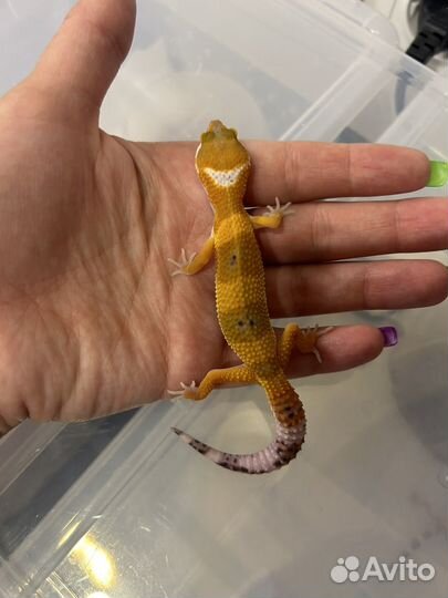 Ящерица эублефар малыши