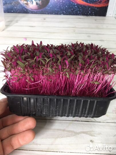 Микрозелень