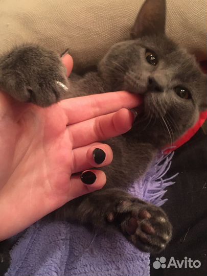 Котик в добрые руки