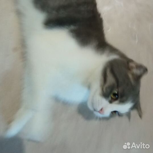 Вислоухий кот