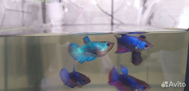 Петушок девочки