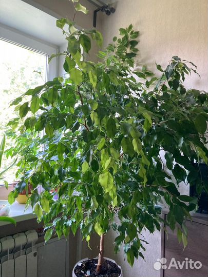 Фикус бенджамина большой красивый