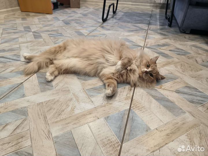 Кошечка, 2 года