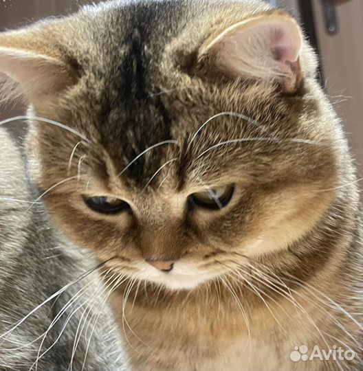 Шотландский кот вязка