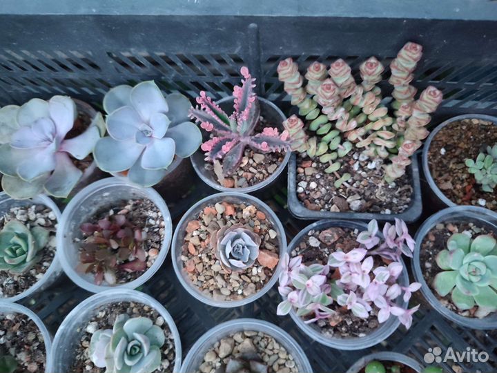 Кактусы и суккуленты