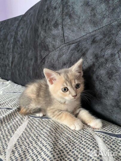 Котята вислоухой кошки