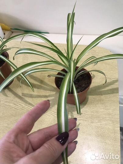 Хлорофитум