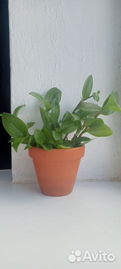 Традесканция